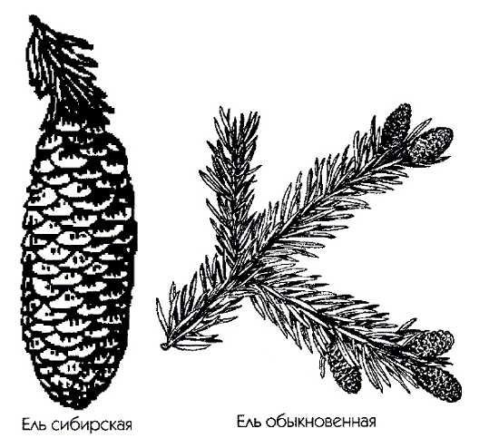 Ель обыкновенная побег