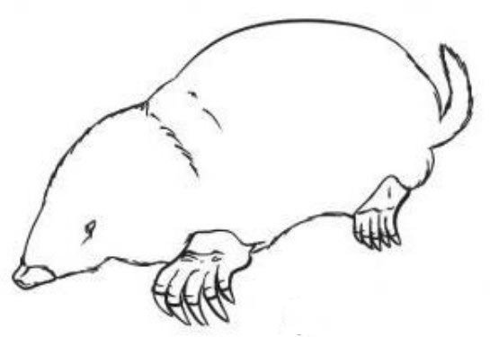 Крот рисунок