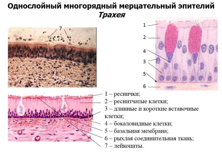 Однослойный мерцательный эпителий гистология