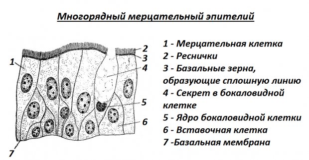 Однослойный многоядерный мерцательный эпителий