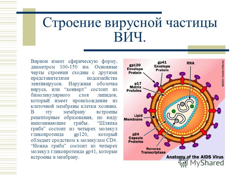 Структура вируса СПИД