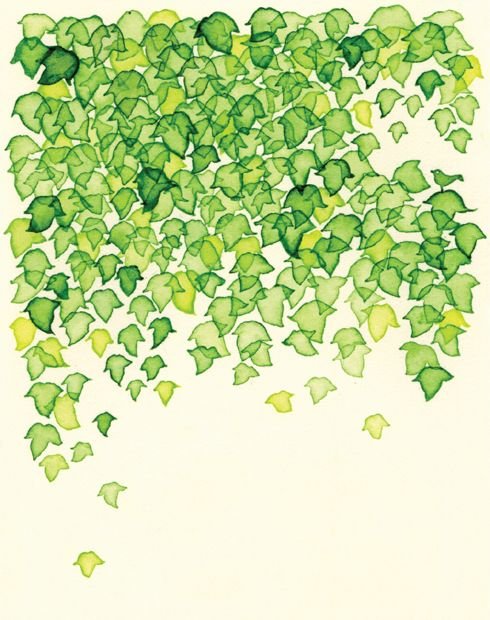 Плющ акварель