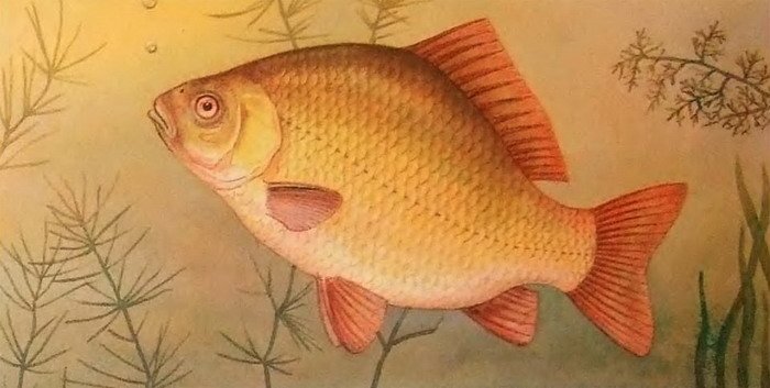 Рыба карась рисунок
