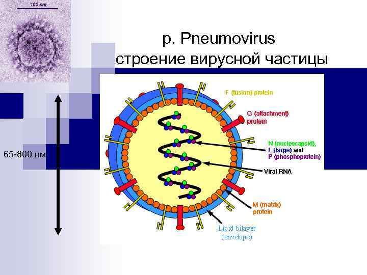 Вирус парагриппа микробиология
