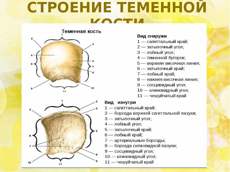 Теменная кость строение на латыни