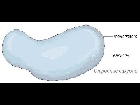 Схема строения вакуоли