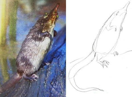 Выхухоль рисунок карандашом