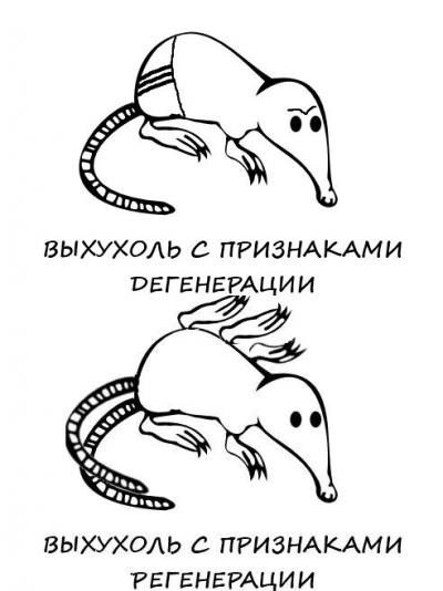 Выхухоль и похухоль