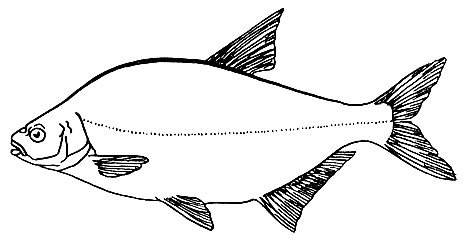Лещ