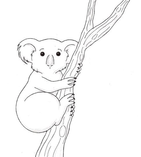 Коала рисунок
