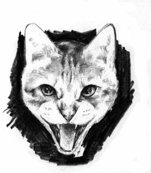 Агрессивная кошка рисунок
