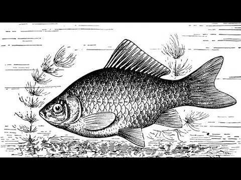 Рыба карась раскраска
