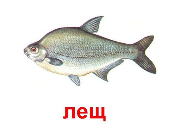 Лещ речные рыбы для детей