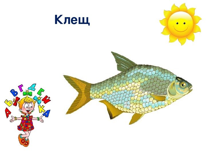 Лещ рисунок