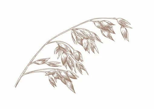 Овес рисунок