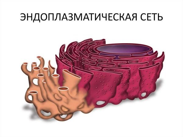 Эндоплазматическая сеть ЭПС рисунок