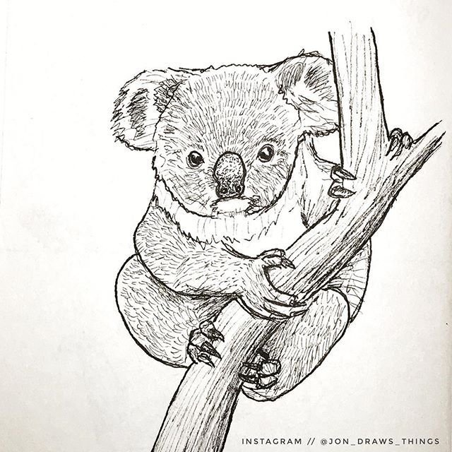 Рисование коала