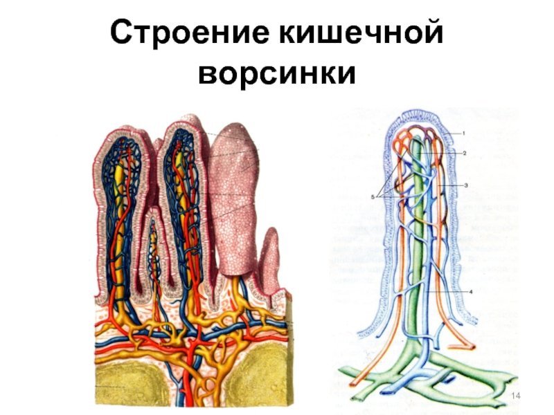 Микроворсинки тонкого кишечника