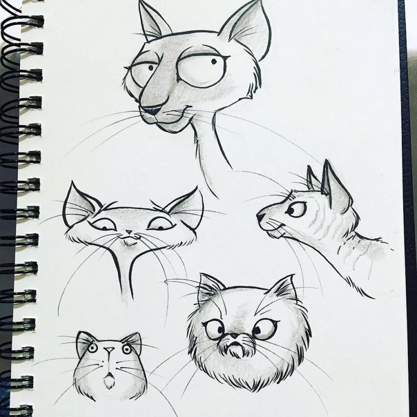 Рисунок кота для срисовки