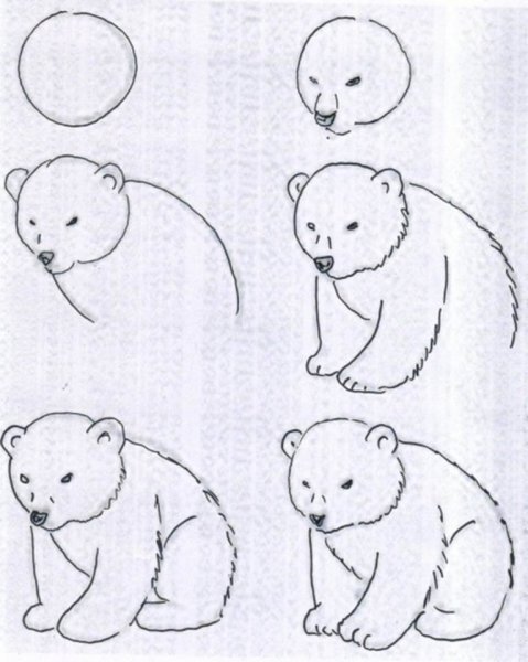 Легкие медведя поэтапно