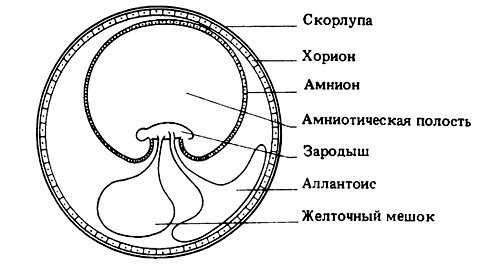 Оболочка