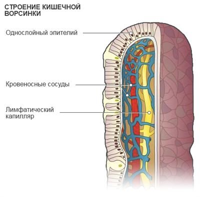 Схема строения кишечной ворсинки