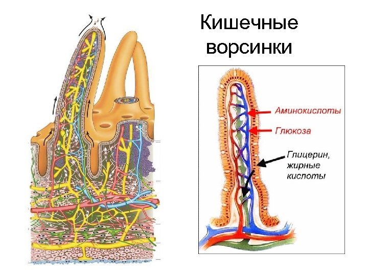 Кишечная ворсинка