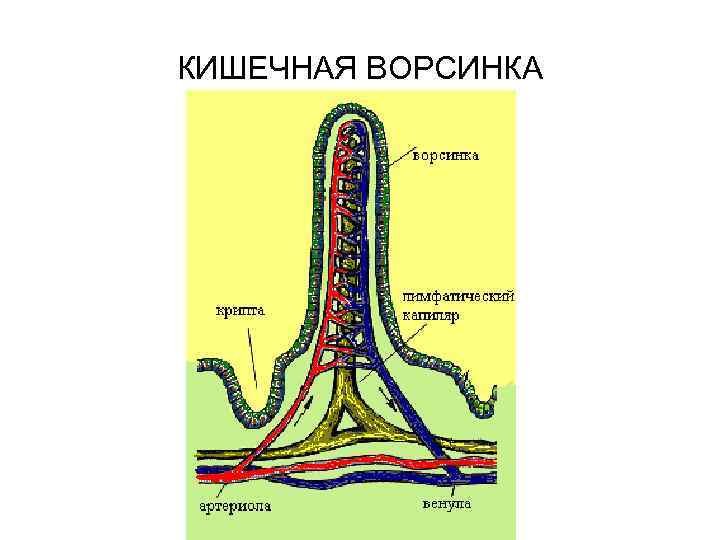 Кишечная Ворсинка схема