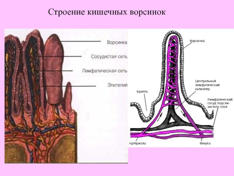 Кишечная Ворсинка анатомия