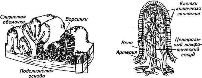Схема строения кишечной ворсинки