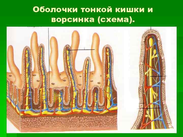 Строение микроворсинки тонкого кишечника