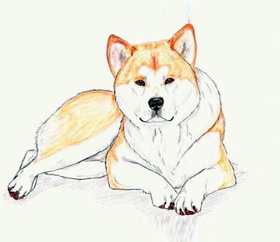 Рисунок собаки для срисовки