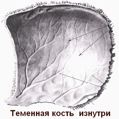 Теменная кость атлас