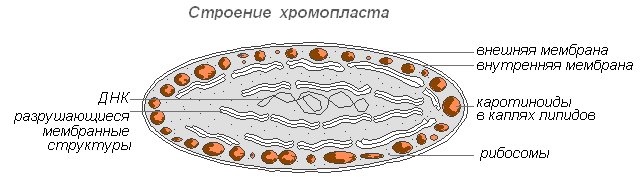 Пластиды строение хромопласты