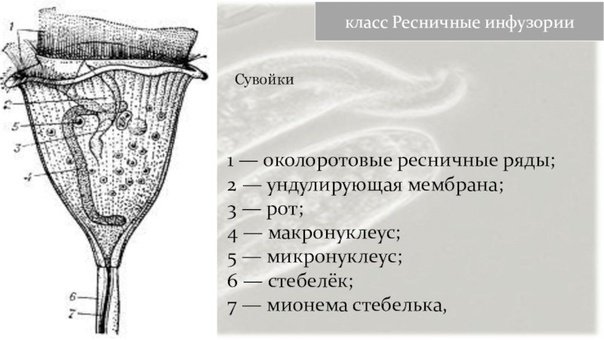Vorticella SP строение