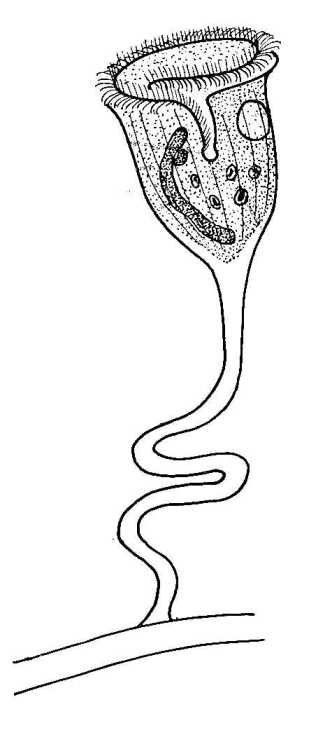 Инфузория Vorticella