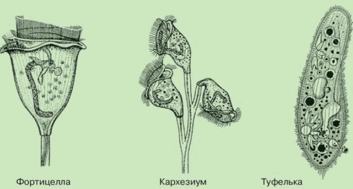 Инфузория трубач