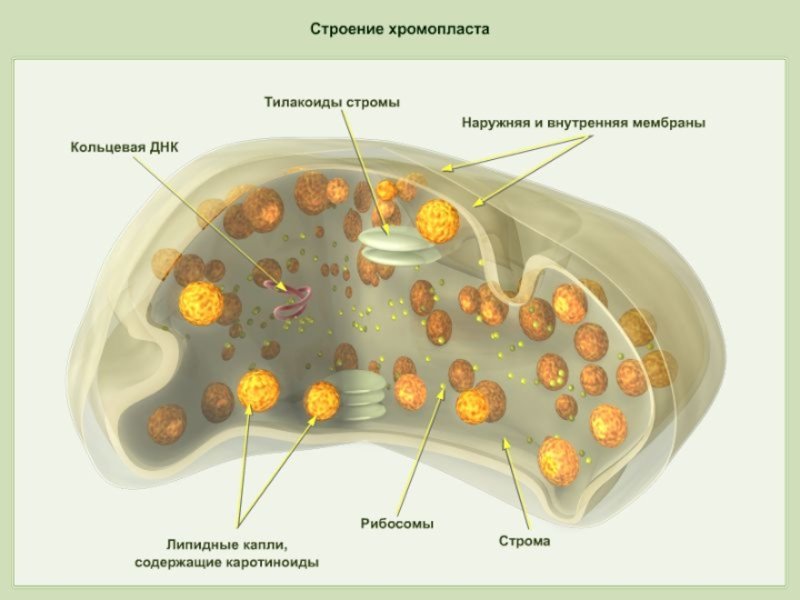 Лейкопласты в растительной клетке