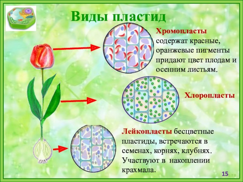 Функции пластиды 3 типа