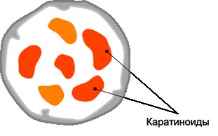 Хромопласты в клетках мякоти плодов шиповника