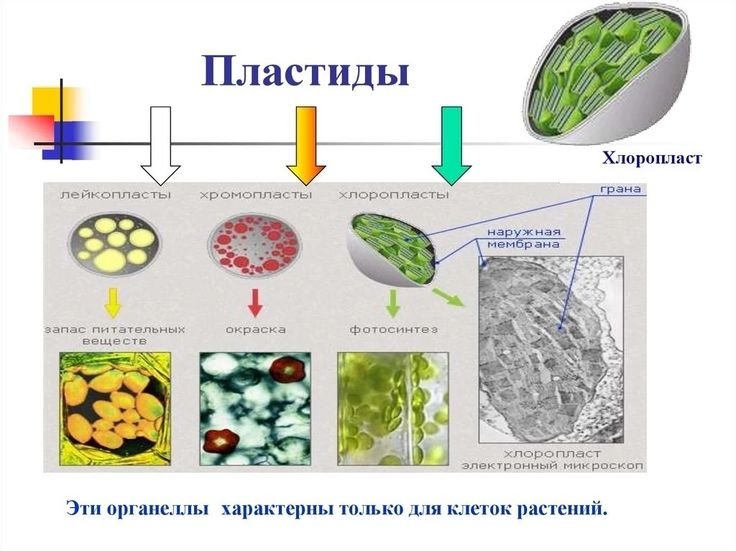 Строение хлоропласта растительной клетки