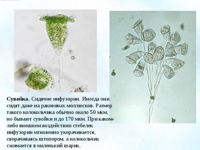 Сувойка (Vorticella)