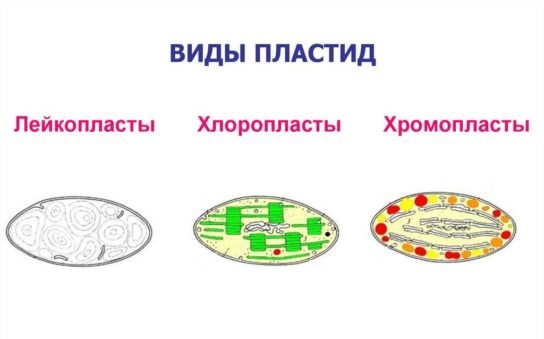 Пластиды это у клетки растения на схеме