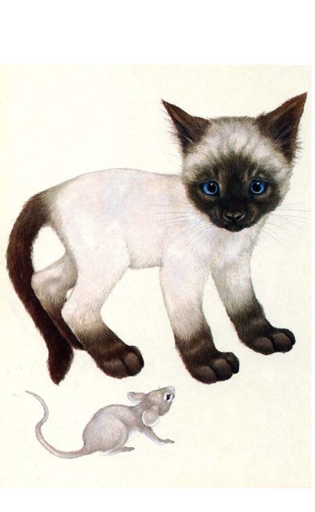 Сиамская кошка рисунок