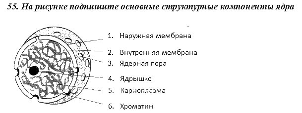 Строение ядра клетки ЕГЭ