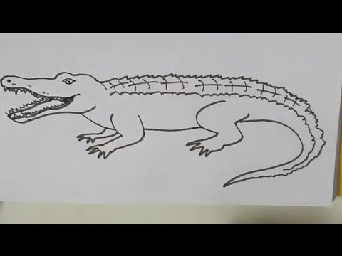 Лёгкие рисунки крокодила