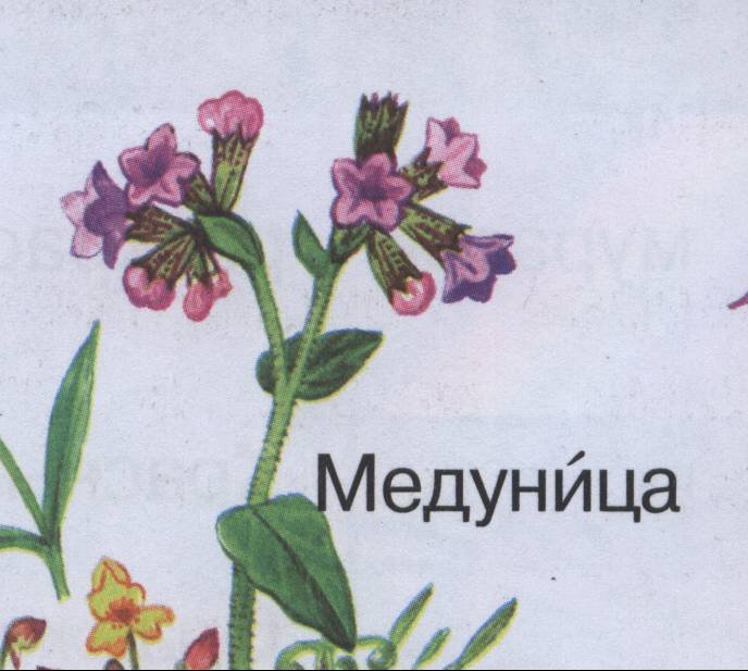 Медуница сорняк