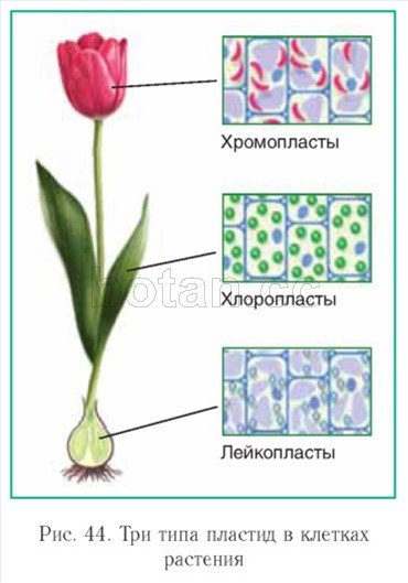 Превращение лейкопластов в хромопласты