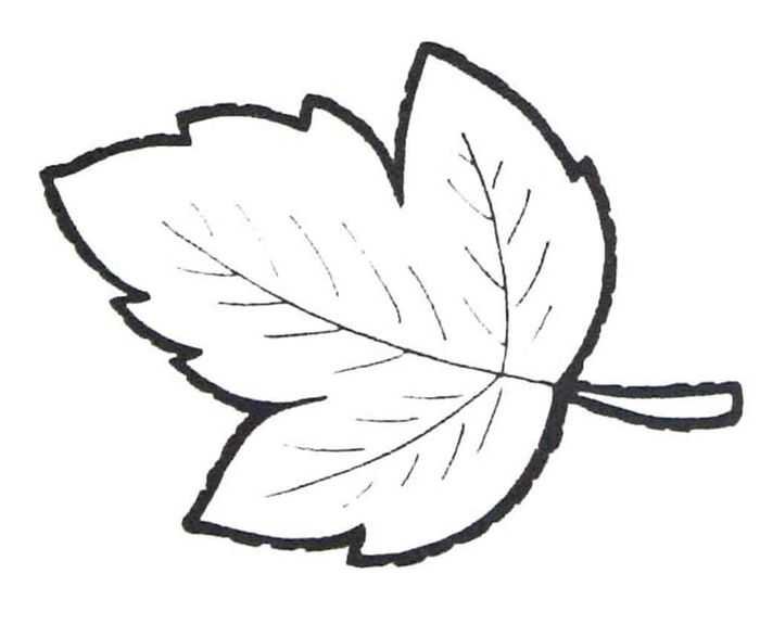Лист калины рисунок