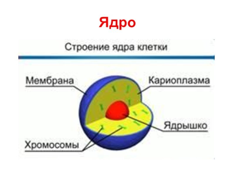 Схема строения ядра клетки